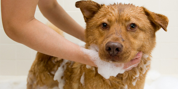 How to give a dog a shop bath